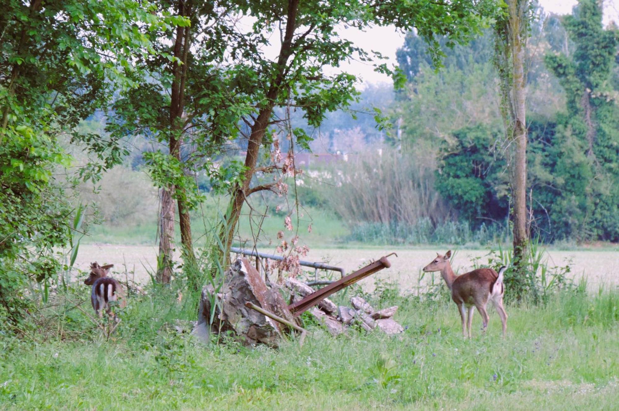 Agriturismo Valle Isola La Tana del Gusto Villa Comacchio Esterno foto